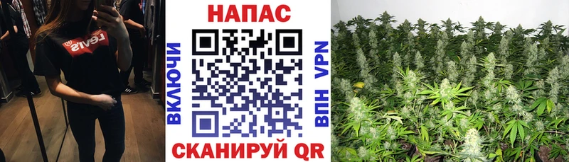 где продают   Пугачёв  МАРИХУАНА планчик 